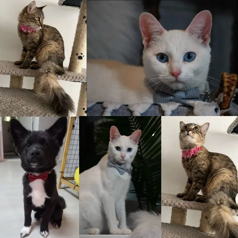 🎀: Plaid Print Pet Bow Tie Collar - Dapper Style Accessory